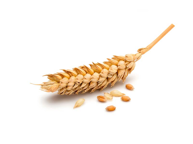 пшеница в косметологии, масло пшеницы